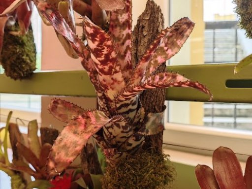 Botanická burza